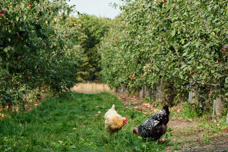 Open-Range Manure Compost | Native Biochar | Microbial Life