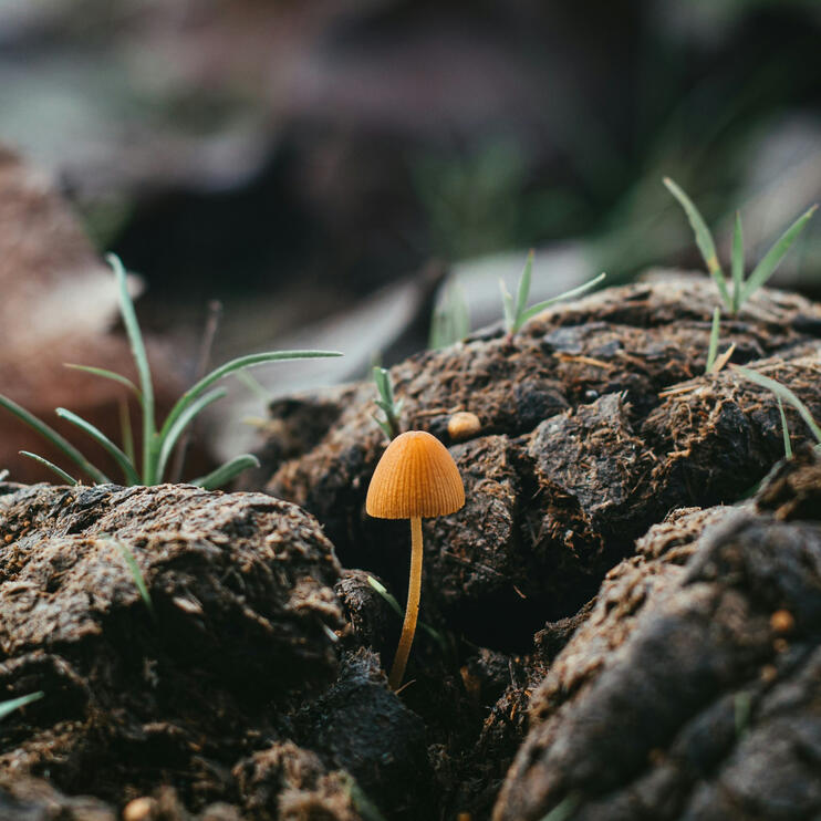 Open-Range Manure Compost | Native Biochar | Microbial Life